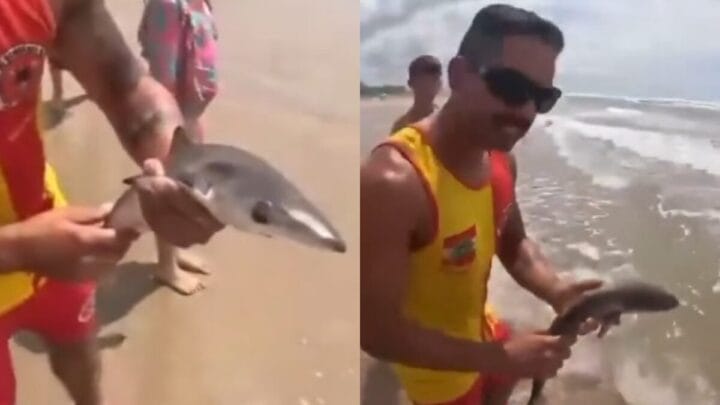 Filhote de tubarão é encontrado por crianças em praia no Litoral Sul de SC