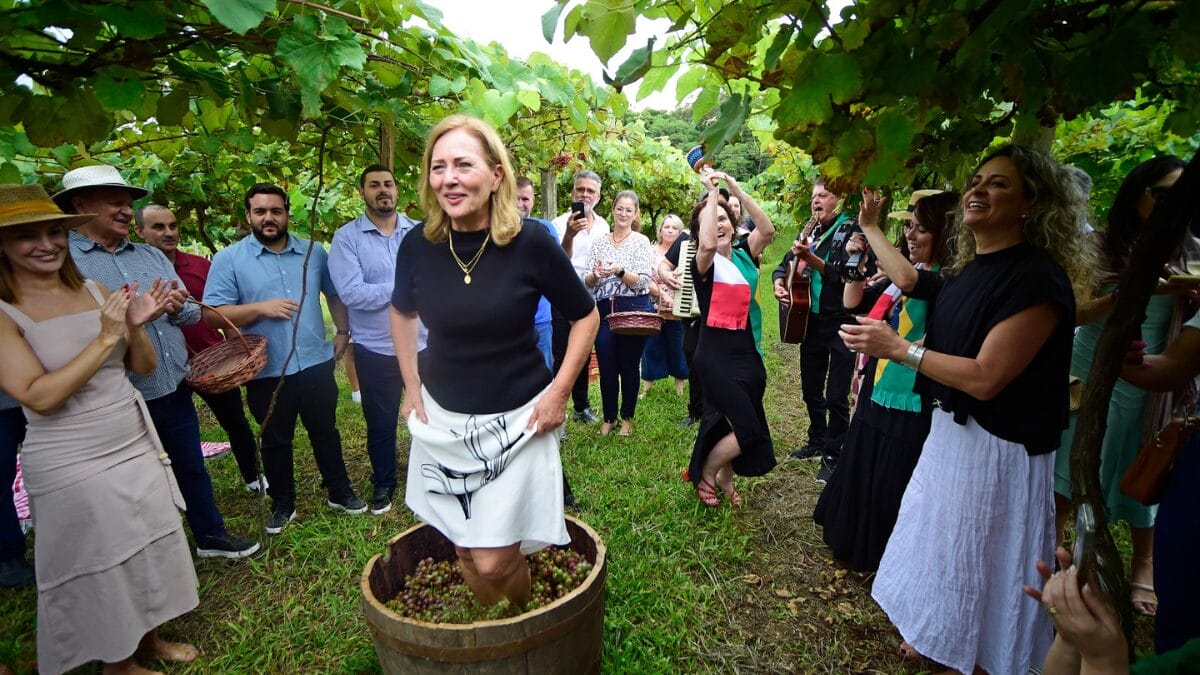 Colheita simbólica abre a Vindima da Uva Goethe, fruta produzida apenas no Sul de SC