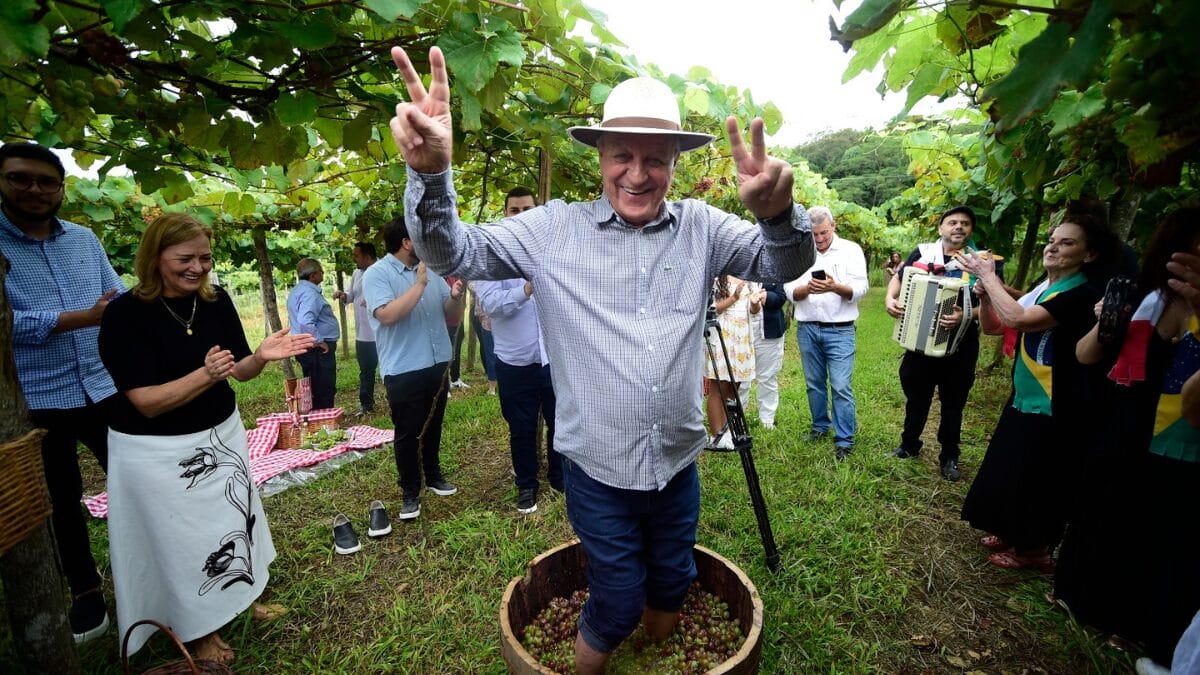 Colheita simbólica abre a Vindima da Uva Goethe, fruta produzida apenas no Sul de SC