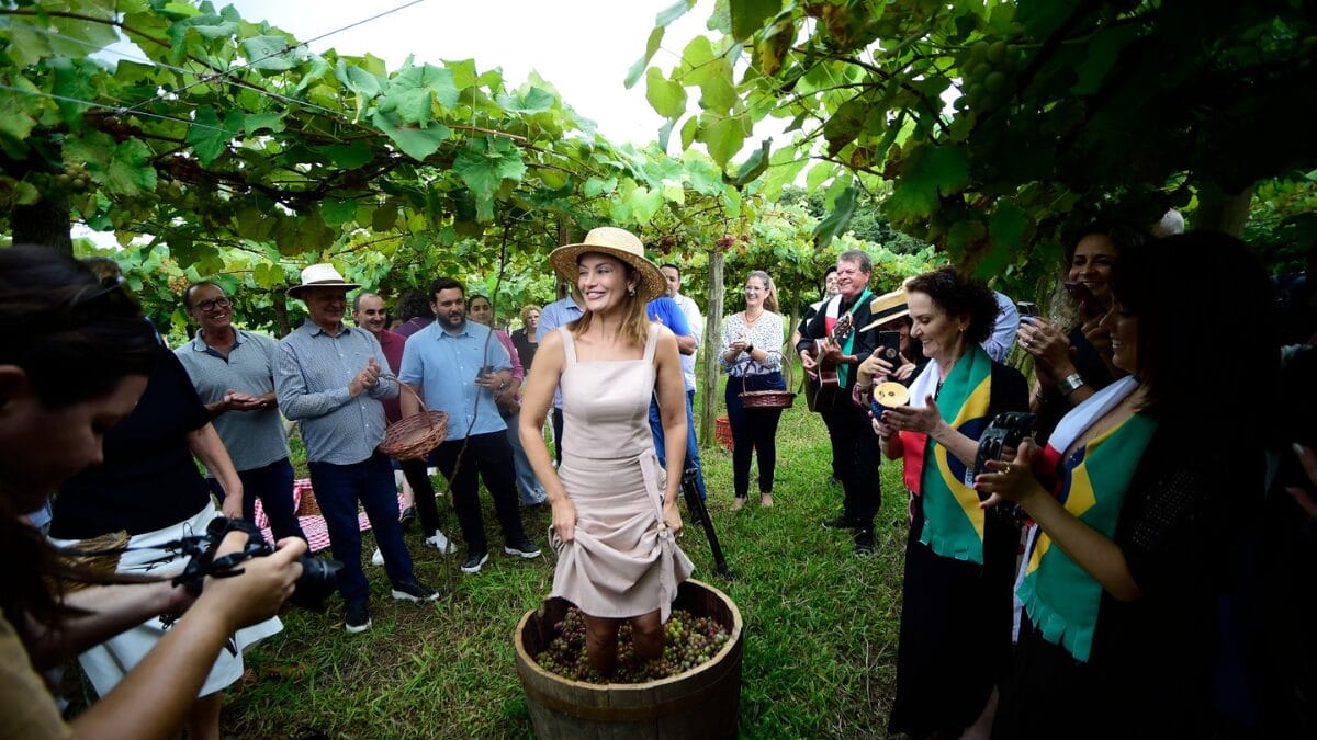 Colheita simbólica abre a Vindima da Uva Goethe, fruta produzida apenas no Sul de SC