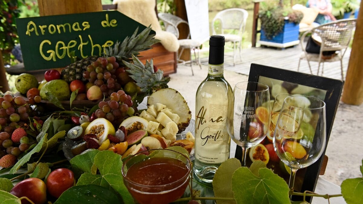 Colheita simbólica abre a Vindima da Uva Goethe, fruta produzida apenas no Sul de SC