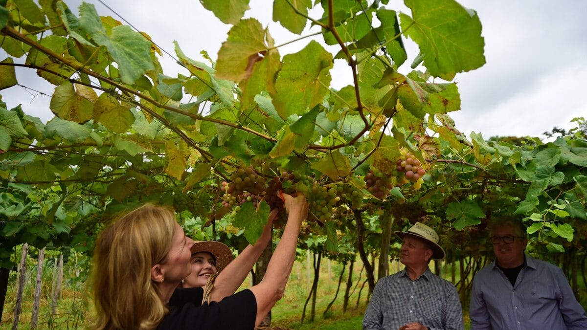 Colheita simbólica abre a Vindima da Uva Goethe, fruta produzida apenas no Sul de SC