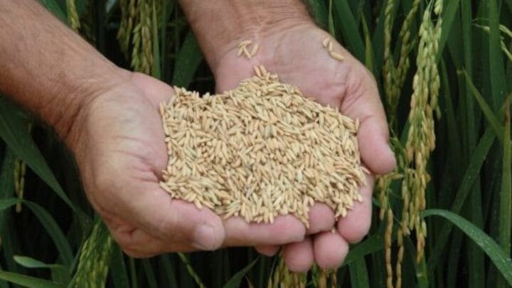 arroz