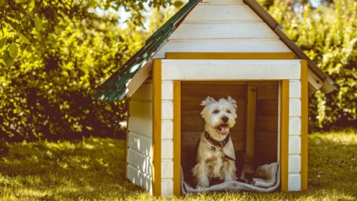 Os animais que ficam em área externa devem ter uma casinha para os proteger (Imagem: Nine Nine | Shutterstock)