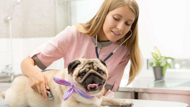 Os planos de saúde ajudam a garantir o bem-estar dos animais (Imagem: Zoriana Zaitseva | Shutterstock)