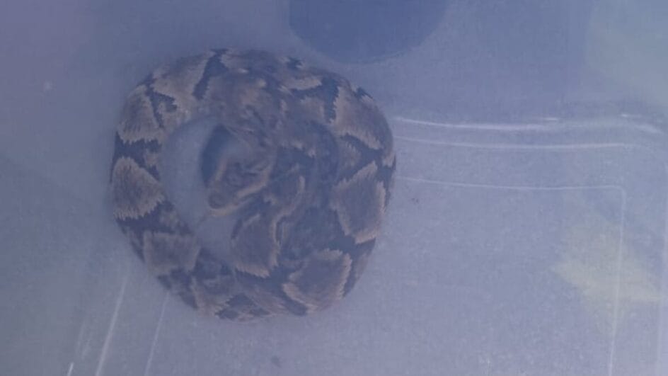 Cobra responsável pelo maior número de acidentes no Brasil é encontrada em garagem em SC
