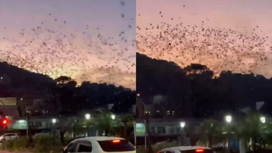Corte de árvores deixa aves sem abrigo e animais tomam conta do céu em cidade de SC