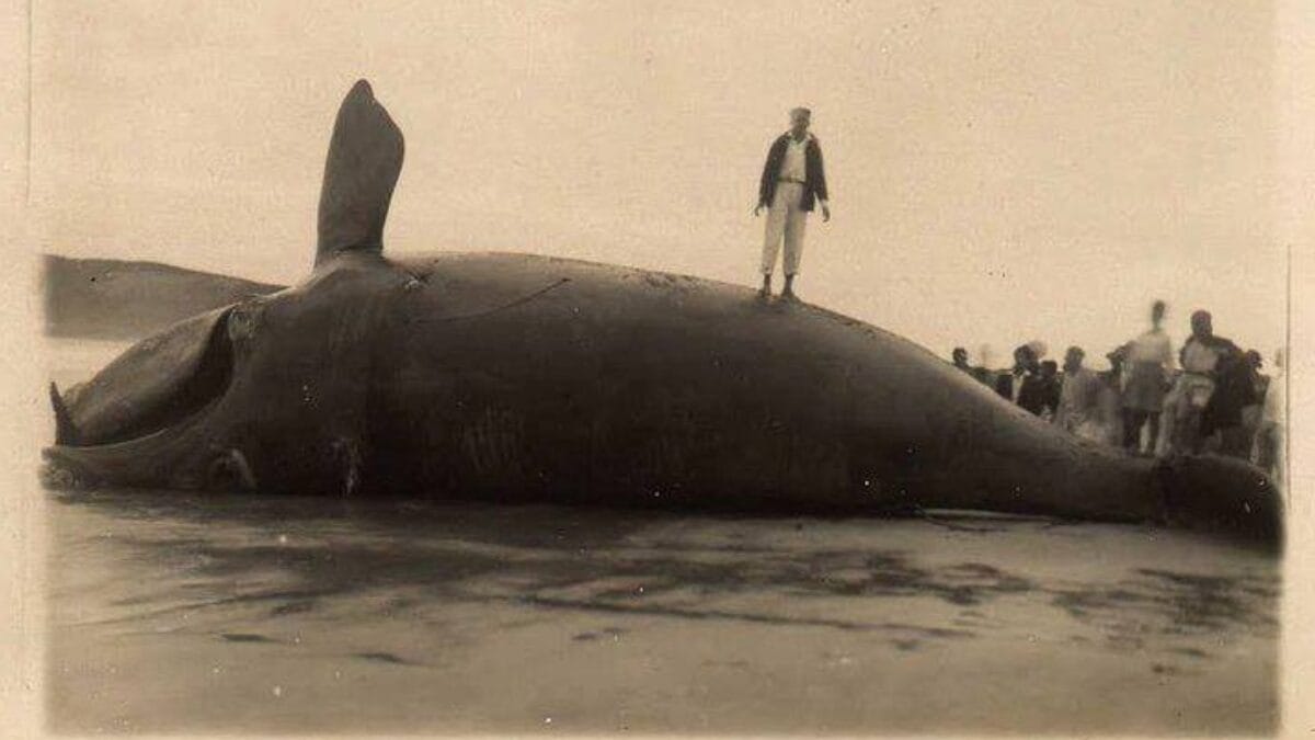 Fotos antigas mostram como era a praia queridinha dos gaúchos em SC no século passado 
