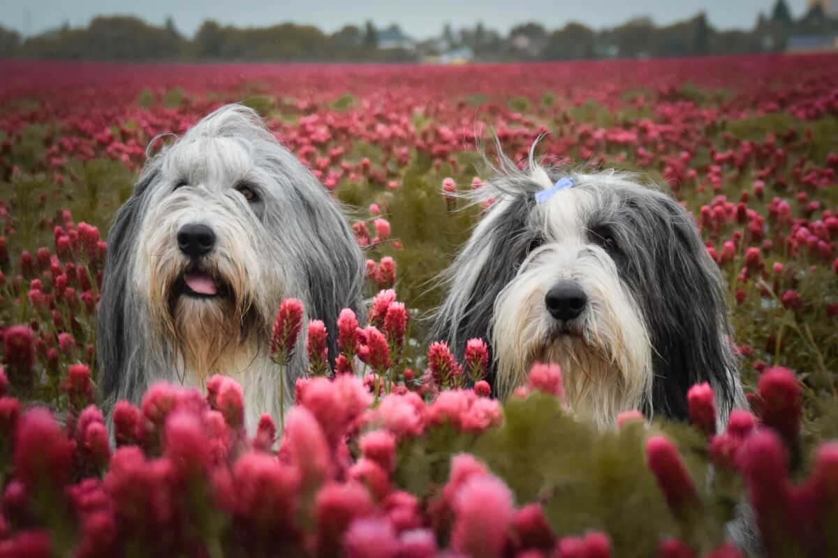 O bearded collie é uma raça antiga e muito inteligente (Imagem: dodafoto | Shutterstock)