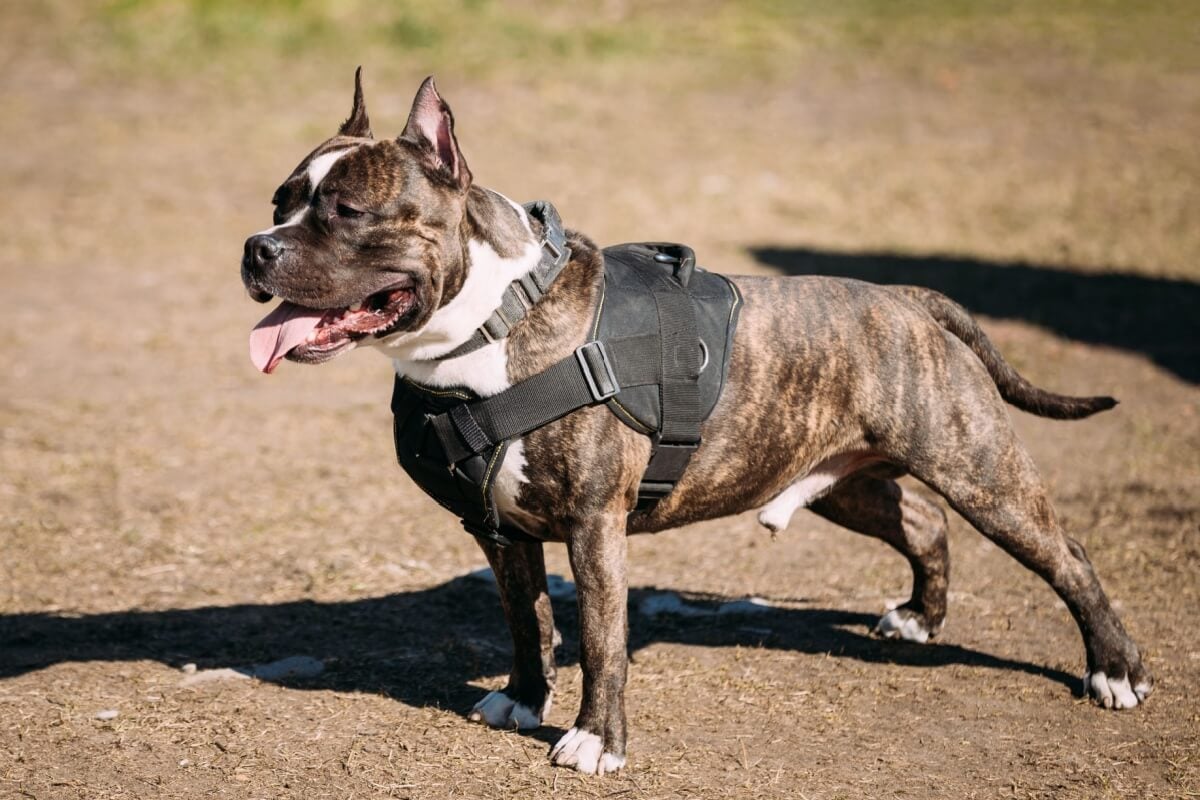 Personagens de filmes de ação inspiram os tutores na hora de nomear os cachorros (Imagem: George Trumpeter | Shutterstock)