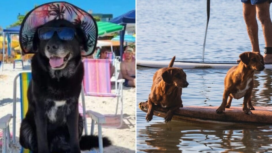 Laika (à esquerda na foto) e cães que se divertem no stand up paddle são exemplos de pets já flagrados "curtindo" as praias de Florianópolis