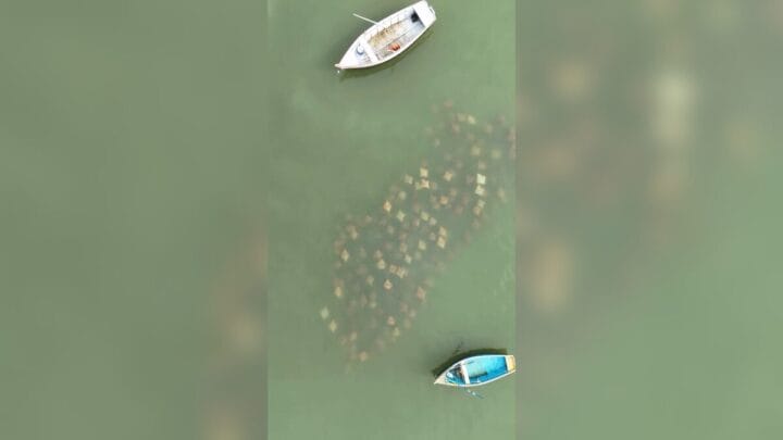Cardume de arraias dá espetáculo e surpreende banhistas em Bombinhas