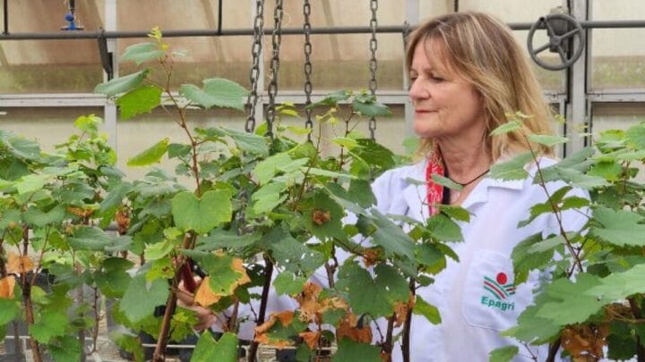 Pesquisadora britânica estuda impacto da homeopatia na agricultura em SC