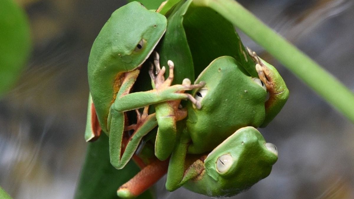 Espécie de perereca verde é nativa da Mata Atlântica (Foto: Germano Woehl Jr, Divulgação)