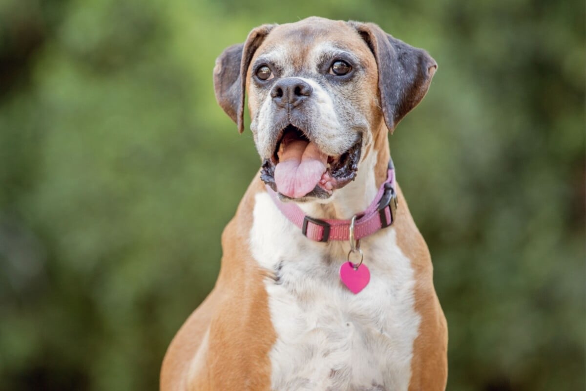 Cuidados específicos com os pets idosos melhora a qualidade de vida deles (Imagem: McCann Michelle | Shutterstock)