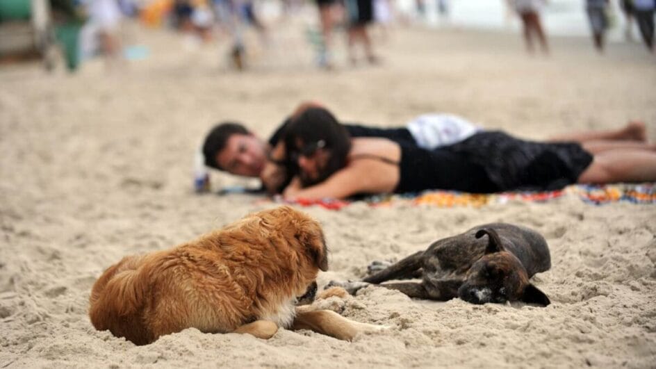 Enquete surpreende e mostra decisão final sobre presença de cachorros nas praias de Florianópolis