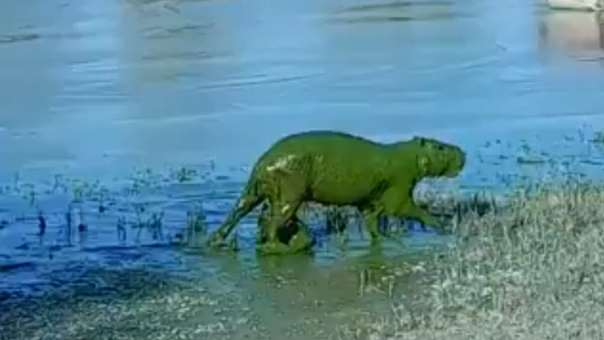 Entenda o fenômeno que fez aparecer “capivaras verdes” em rio da Argentina
