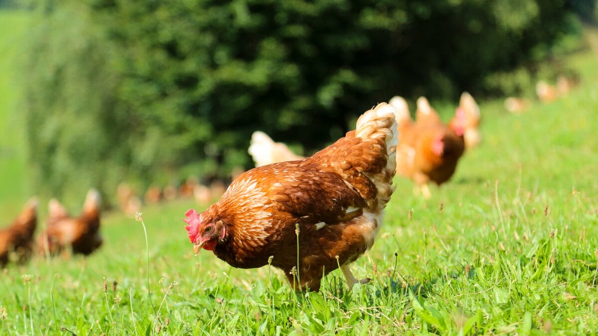Falta de ovos nos supermercados e preço “nas alturas” faz americanos criarem galinhas em casa