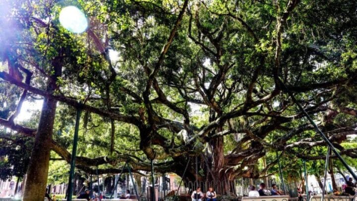 (Foto Tiago Ghizoni, NSC Total)