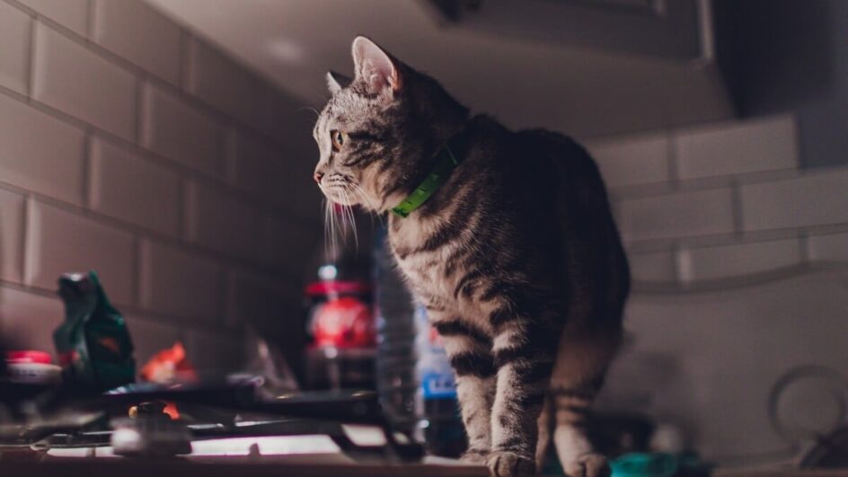 Hiperatividade dos gatos durante a noite pode ser sinal de tédio  e ansiedade (Imagem: Vershinin89 | Shutterstock)