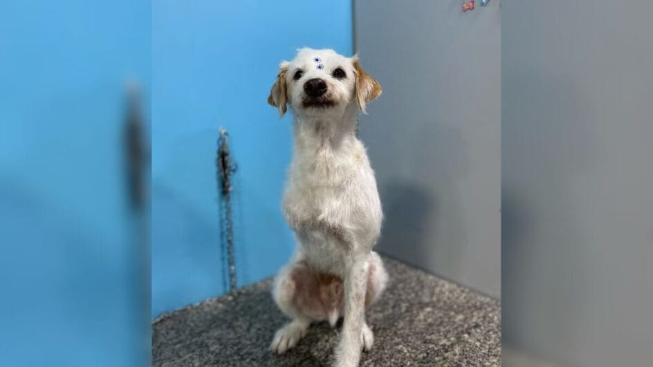 Cão de três patas é flagrado furtando salame em mercado em SC: "Ficou lambendo os beiços"