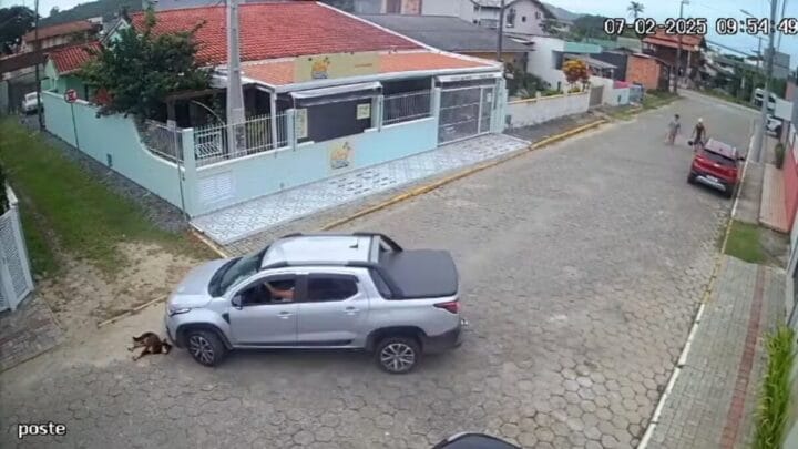 Motorista atropela cão comunitário