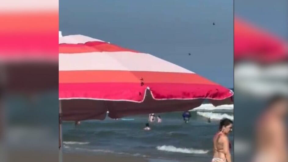 Marimbondos invadem praia de SC e "expulsam" banhistas da areia