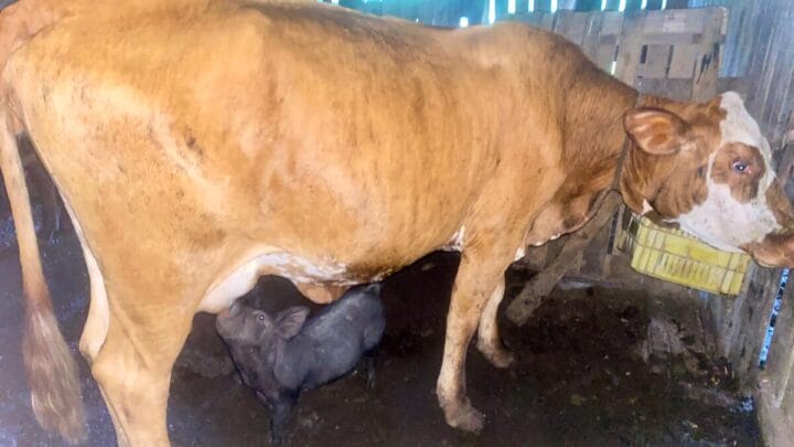 Vaca adota e amamenta leitoa no Sul de SC: “É a primeira vez que vi isso”