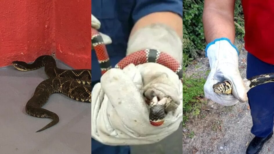 SC registra mais de 200 ocorrências de busca e captura de animais peçonhentos em 2025