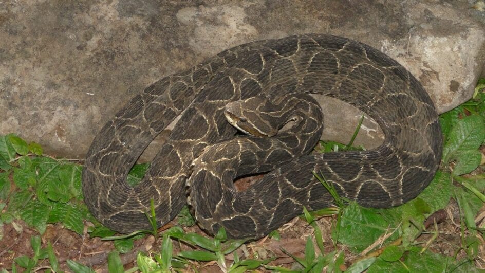 Idoso é picado por serpente venenosa "prima" da jararaca no Oeste de SC