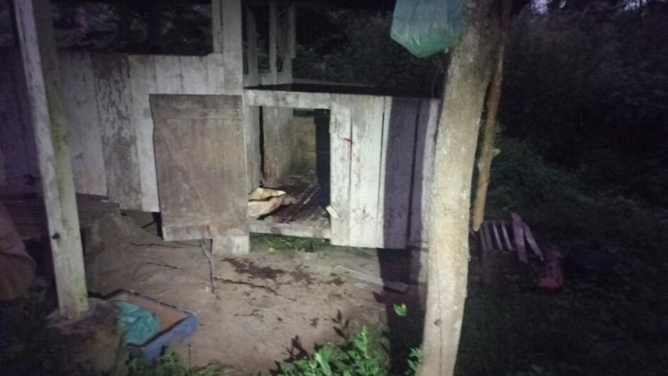 Porcos foram abatidos e furtados em Mafra (Foto: Polícia Militar, Divulgação)