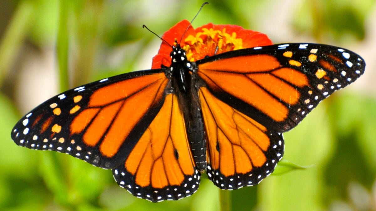 borboleta