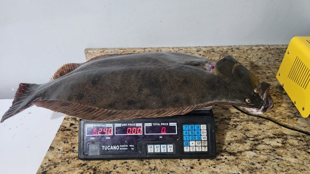 Saiba como é feita a pesca do robalo, uma das mais difíceis e técnicas no Sul de SC 