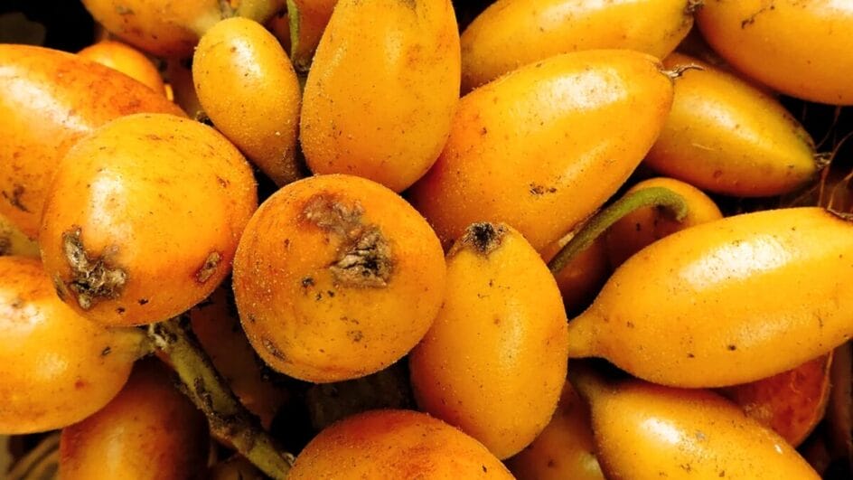 Fruta utilizada para alimentação e cuidados com a pele vira tema de documentário no Sul de SC