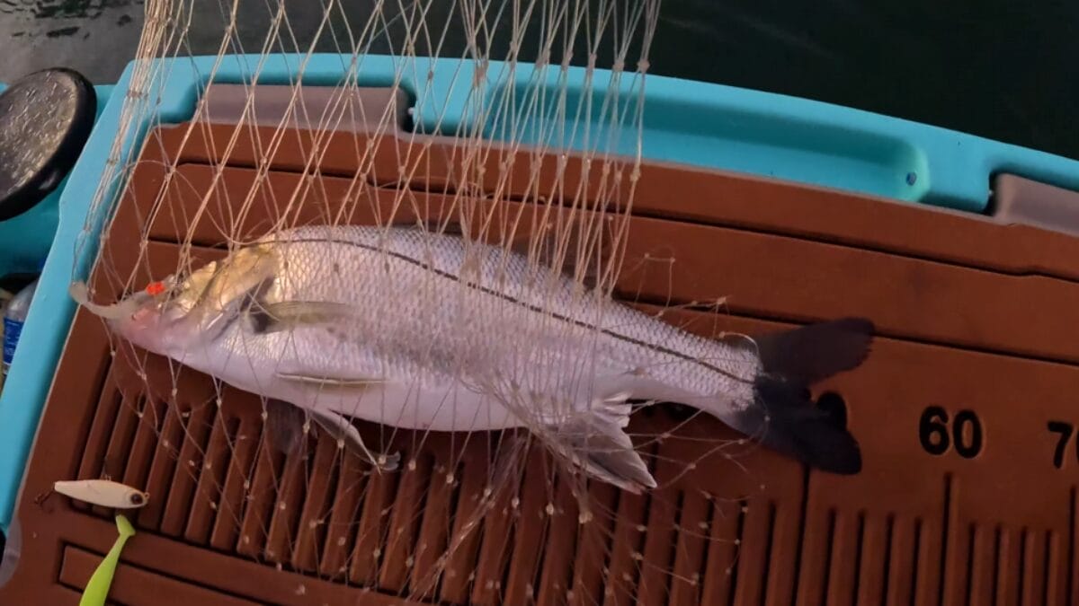 Saiba como é feita a pesca do robalo, uma das mais difíceis e técnicas no Sul de SC 