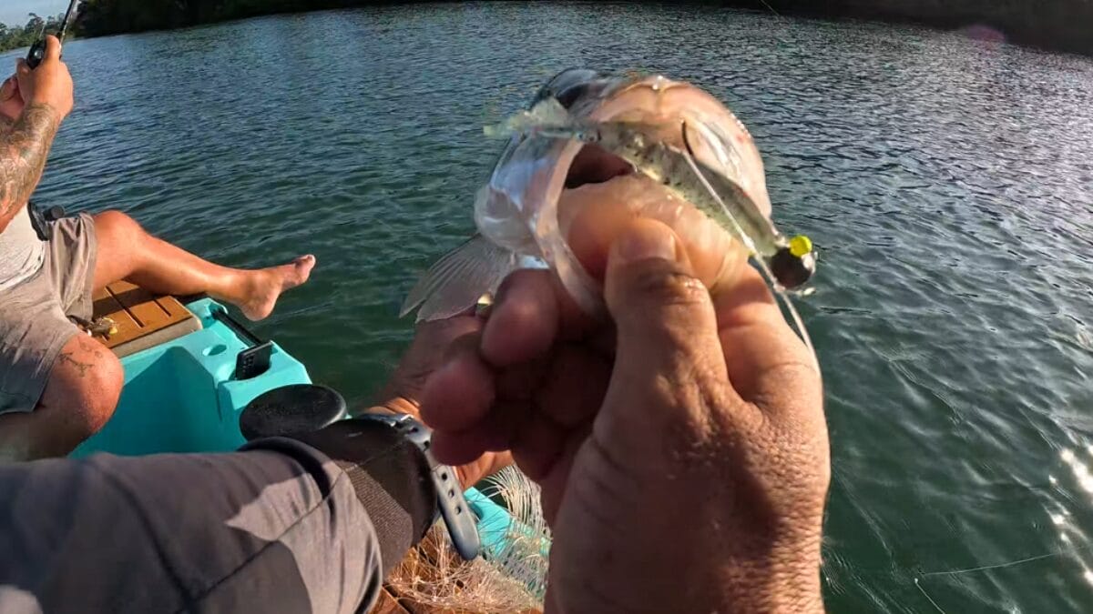 Saiba como é feita a pesca do robalo, uma das mais difíceis e técnicas no Sul de SC 