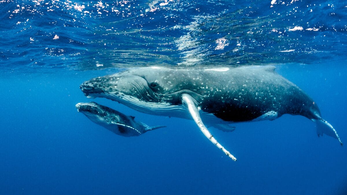 A baleia-azul pode engolir 4 toneladas de krill por dia e ainda manter a elegância no nado