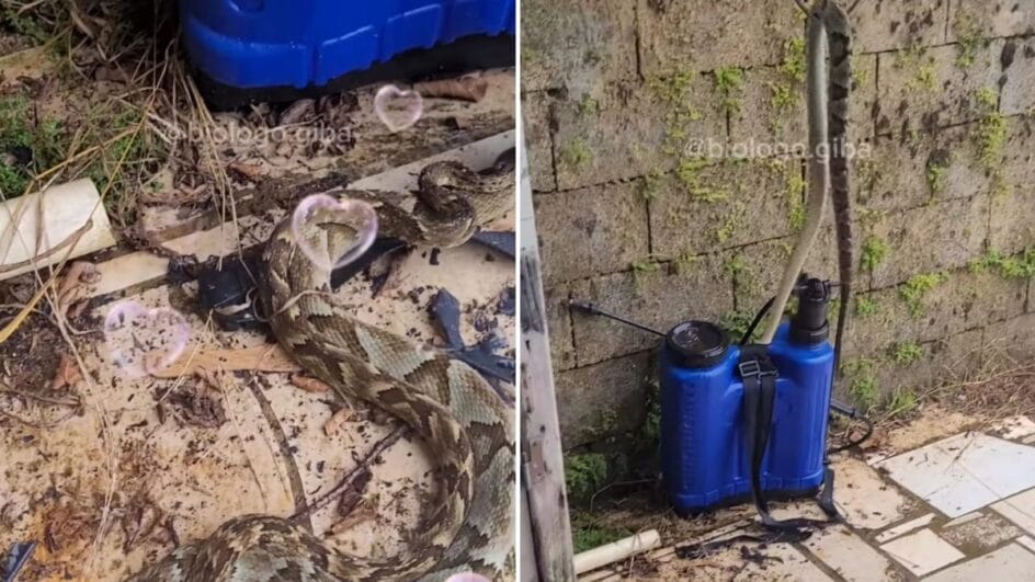 Cobras supervenenosas foram pegas “namorando” em SC (Foto: Gilberto Duwe, Reprodução, redes sociais)
