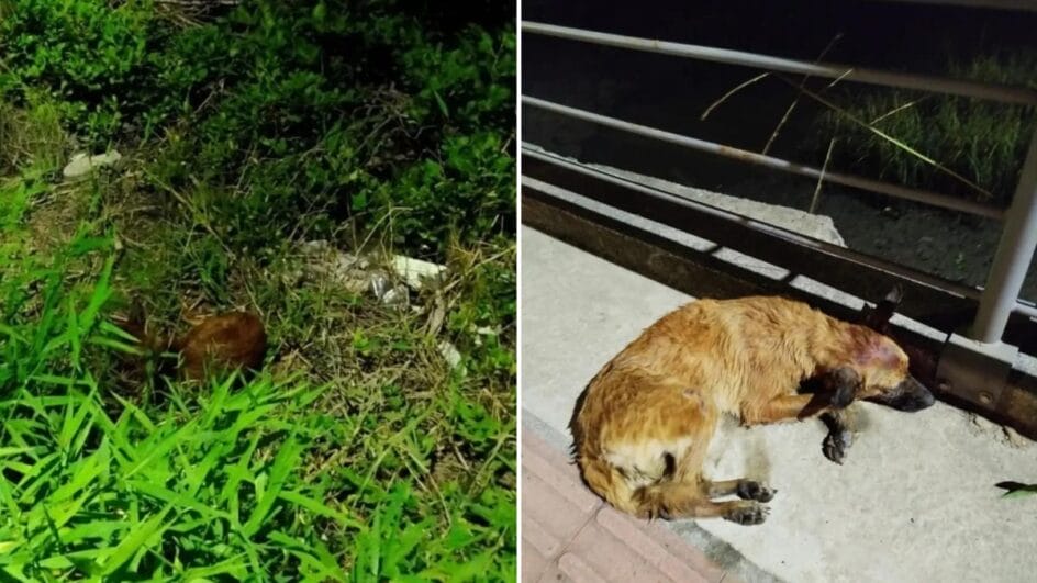 Cachorra teria sido jogada de uma ponte em Joinville (Foto: Frada, redes sociais)