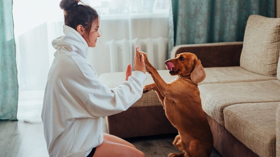 Castração em pets Descubra os benefícios e quando fazer com segurança