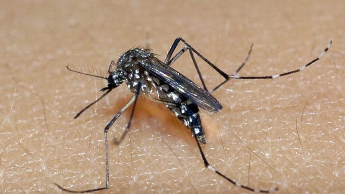 Chikungunya
