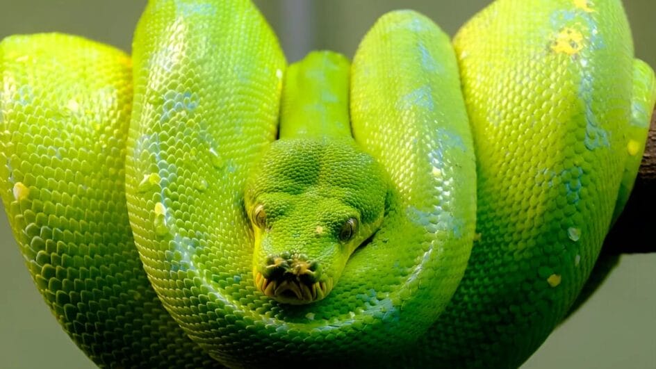 Ciência, literatura e misticismo têm diferentes interpretações para o sonho com cobras