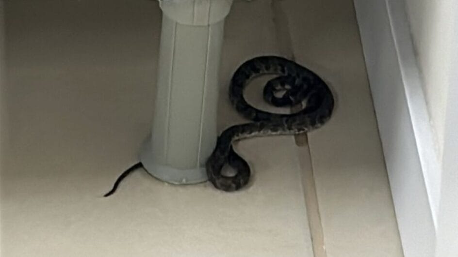Cobra entre as mais venenosas do Brasil é encontrada em bebedouro de escola de Florianópolis