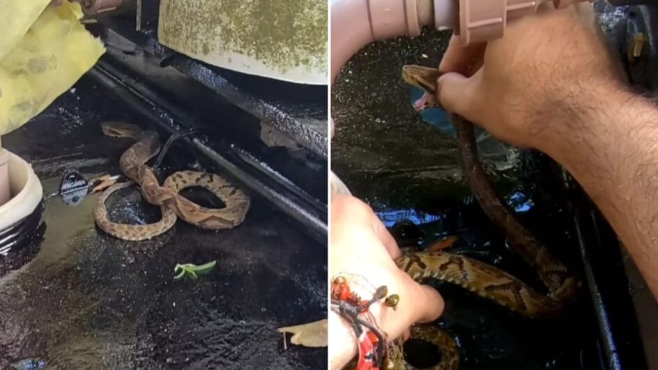 Cobra supervenenosa ficou presa em tinta em Jaraguá do Sul (Foto: Gilberto Duwe, Redes sociais)