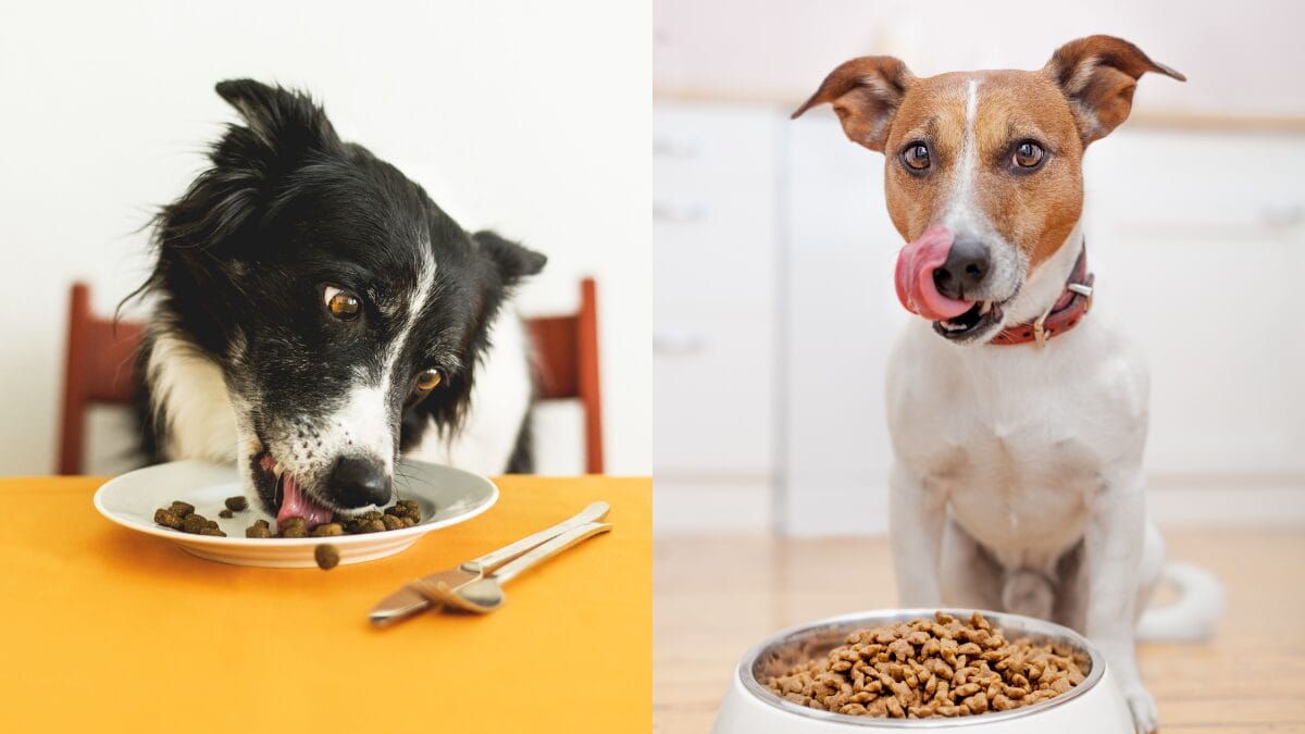 Como agir em caso de engasgo em pets Manobra de Heimlich e cuidados essenciais
