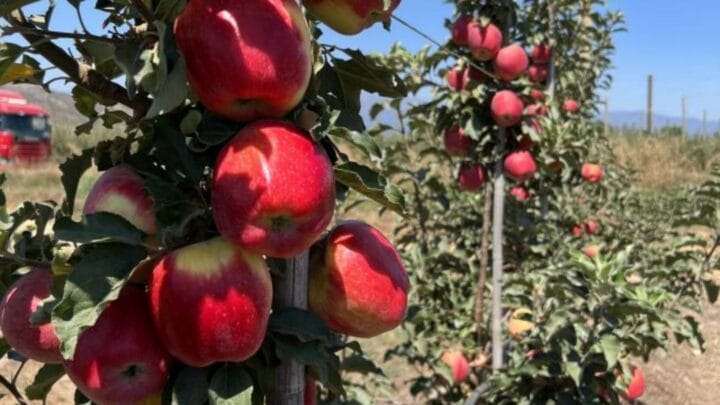 Como maçãs desenvolvidas pela Epagri levaram prêmio do ano na Europa