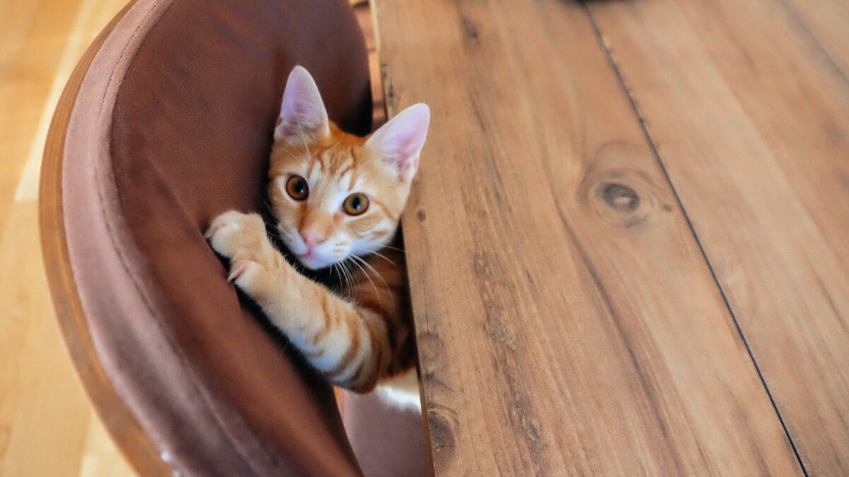 Como redirecionar o comportamento de arranhar dos gatos