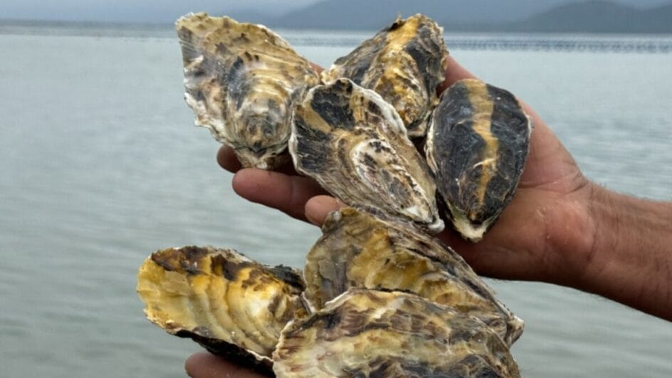 Consumo, comercialização e retirada de moluscos é liberado em Santa Catarina