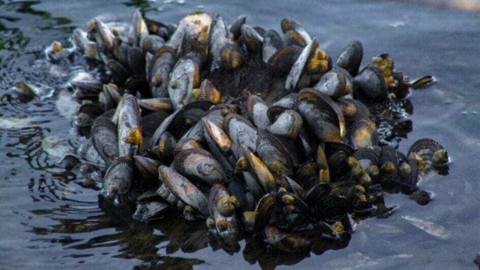 Consumo, comércio e retirada de moluscos estão suspensos na Grande Florianópolis; entenda