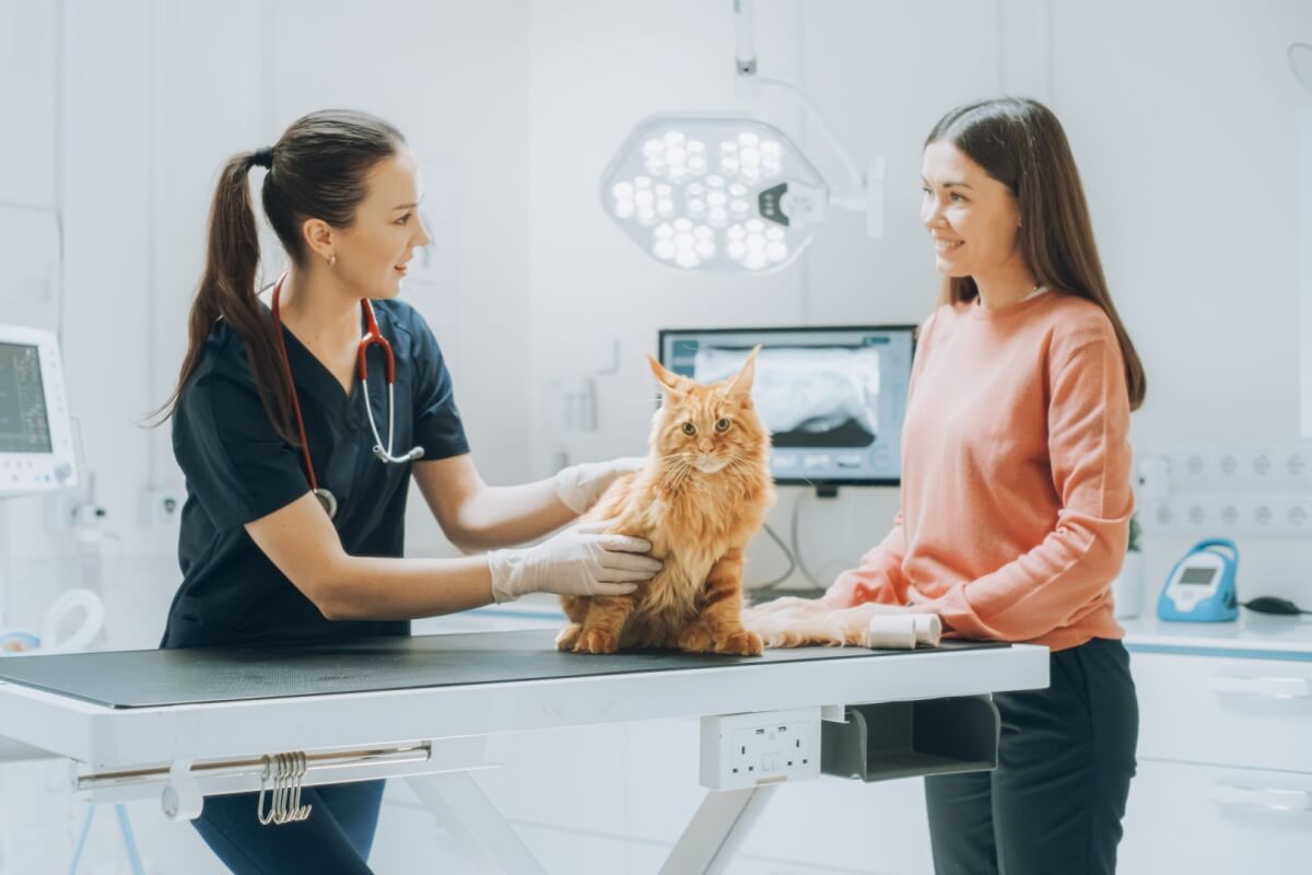 O diagnóstico precoce aumenta a qualidade de vida dos gatos com FeLV (Imagem: Gorodenkoff | Shutterstock)